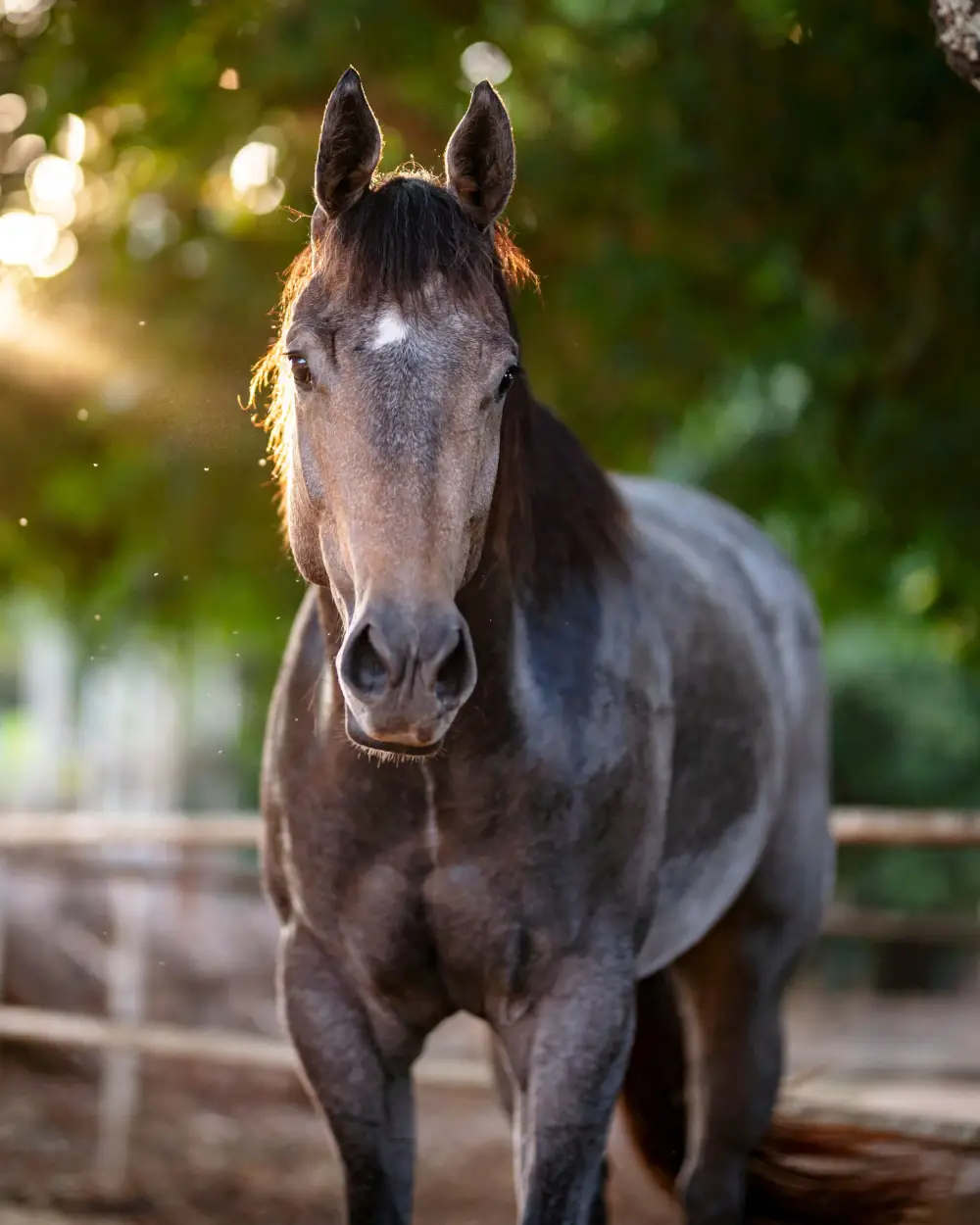 Retrato frontal de um cavalo de pelagem escura com estrela branca na testa, à luz do fim de tarde