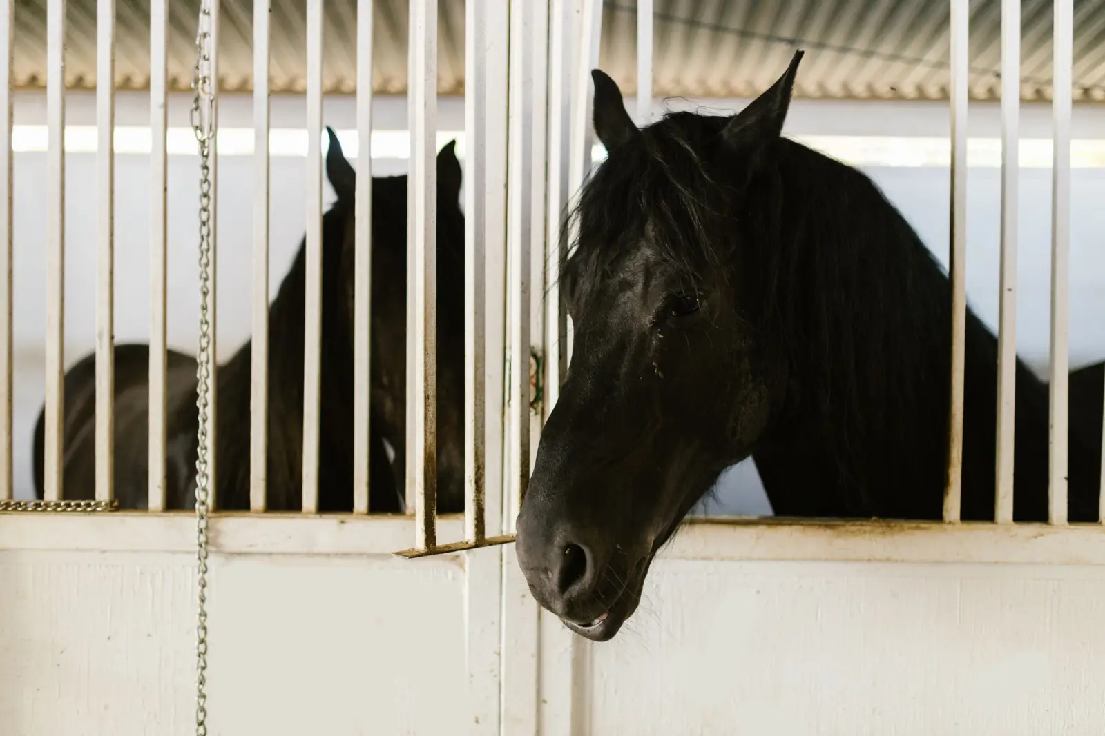 Cavalo de pelagem escura com a cabeça para fora da baia, numa cocheira de grades brancas