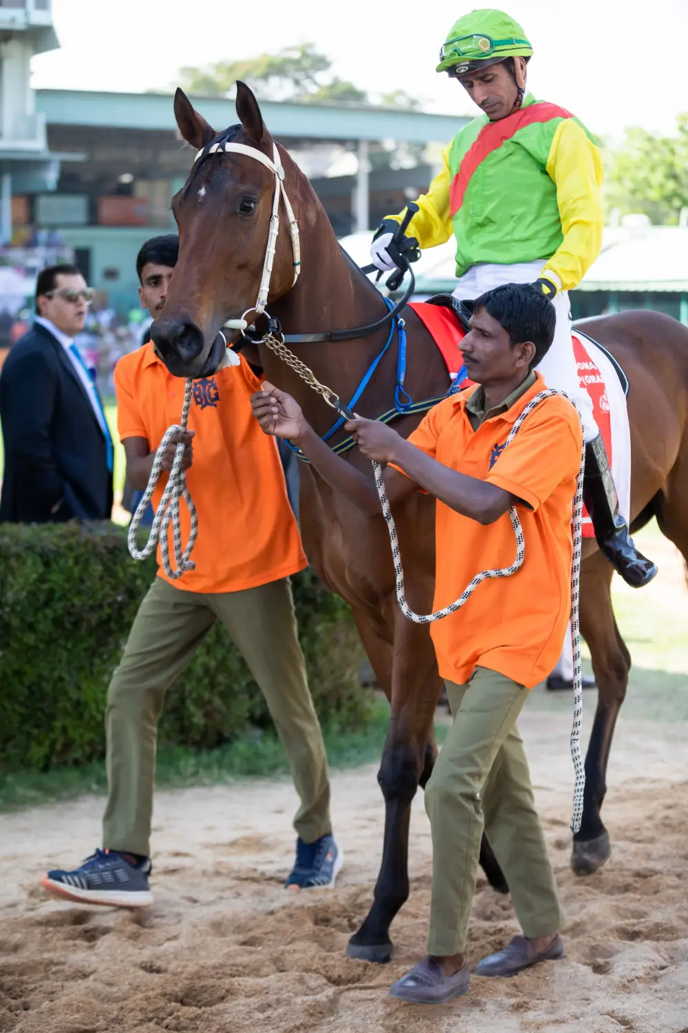 Cavalo de corrida conduzido por dois tratadores, com o jóquei já montado, a caminho da pista