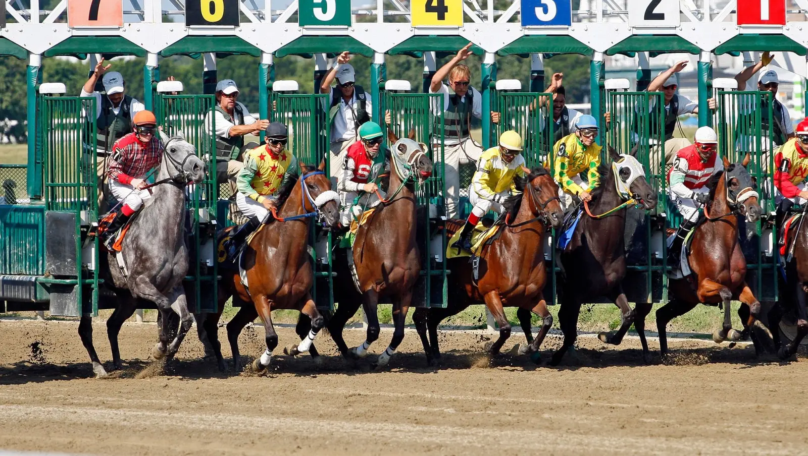 Animais saindo do partidor numerado em um hipódromo
